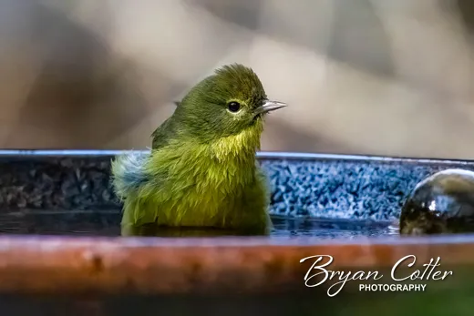 Orange-crowned Warbler