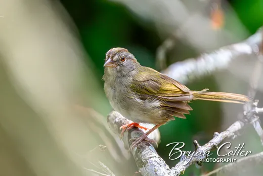 Olive Sparrow