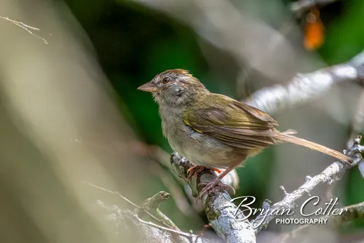Olive Sparrow