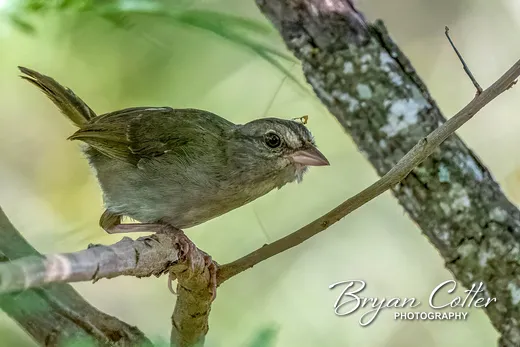 Olive Sparrow