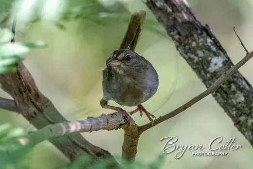 Olive Sparrow