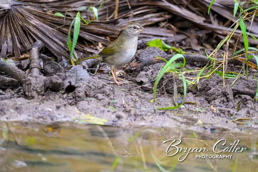 Olive Sparrow