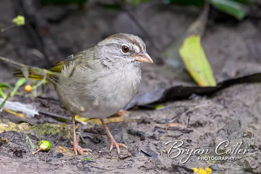 Olive Sparrow