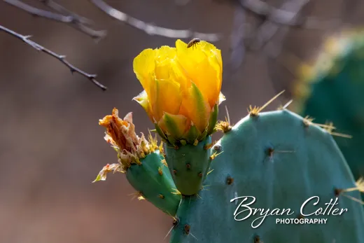Prickly Pear Cactus
