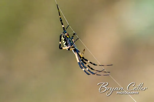 Orb Weaver photographed in Texas by Bryan Cotter