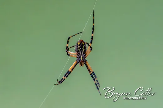 Orb Weaver