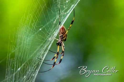 Orb Weaver