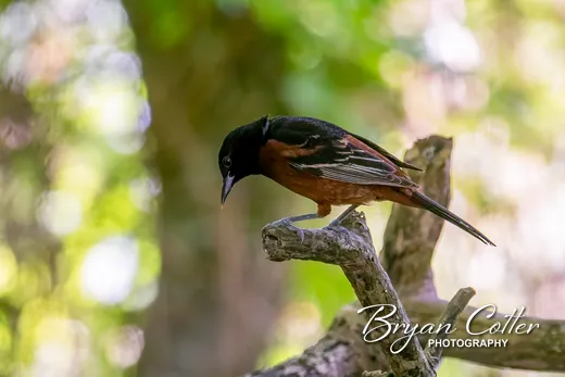 Orchard Oriole