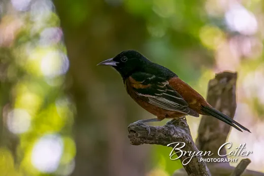Orchard Oriole