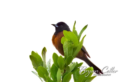 Orchard Oriole