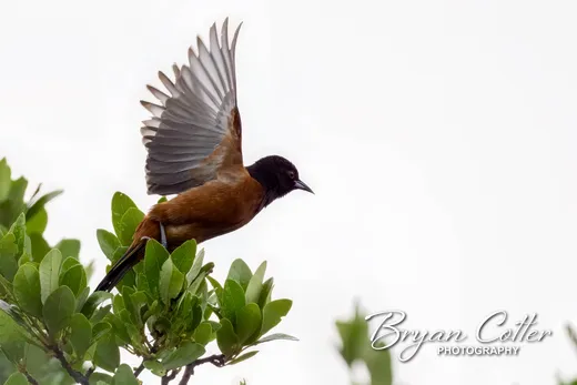 Orchard Oriole