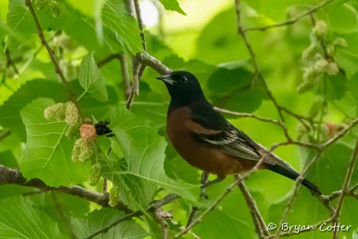 Orchard Oriole