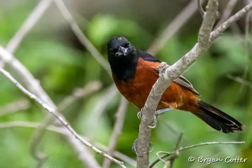 Orchard Oriole