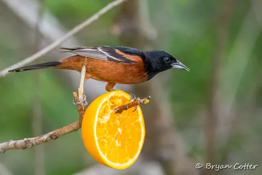 Orchard Oriole