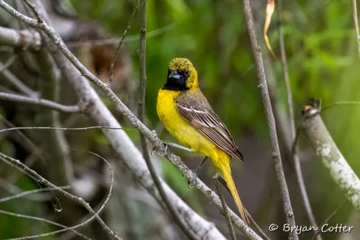 Orchard Oriole