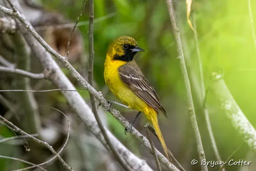 Orchard Oriole