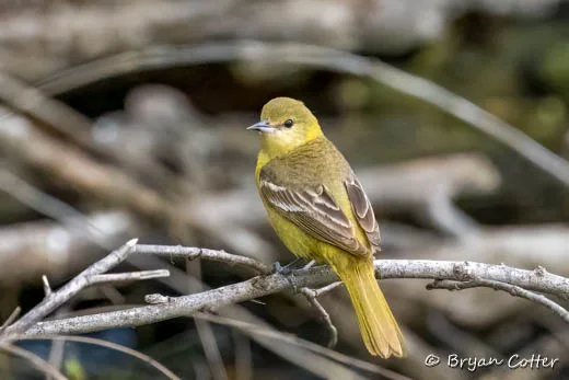 Orchard Oriole