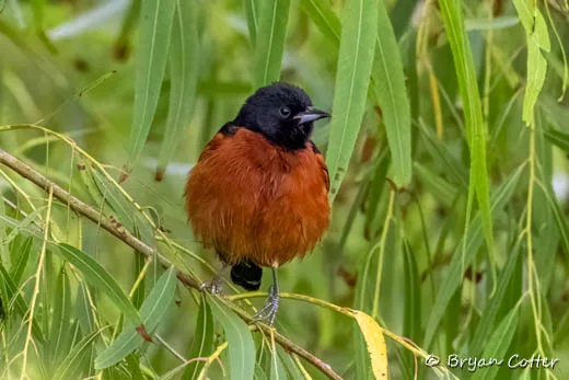 Orchard Oriole photographed in the Coastal Bend region of Texas by Bryan Cotter