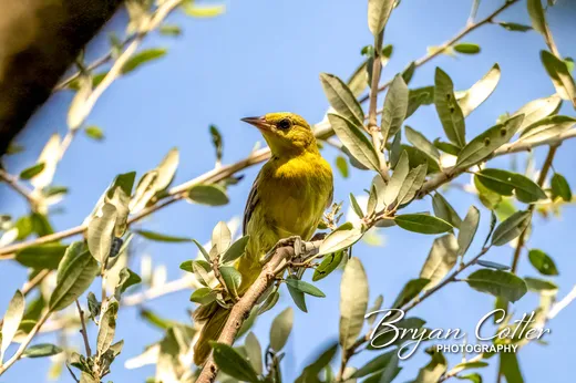 Orchard Oriole