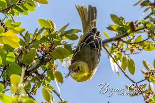 Orchard Oriole