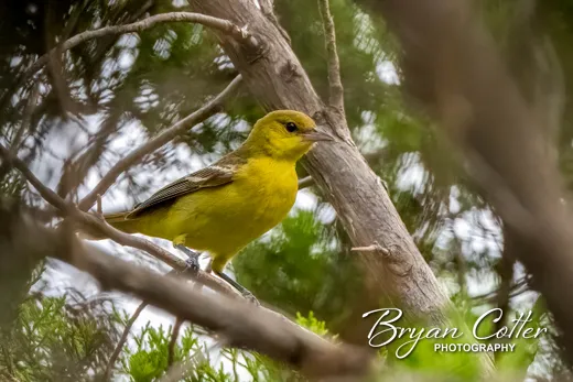 Orchard Oriole
