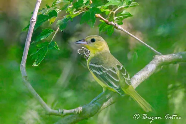 Orchard Oriole