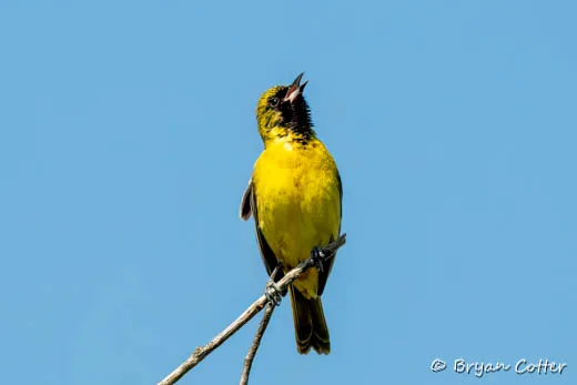 Orchard Oriole