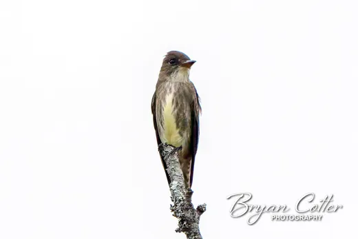 Olive-sided Flycatcher