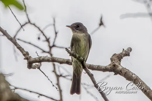 Olive-sided Flycatcher