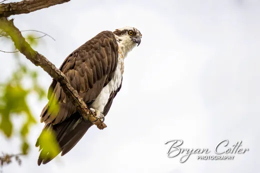 Osprey photographed in the Austin Area region of Texas by Bryan Cotter