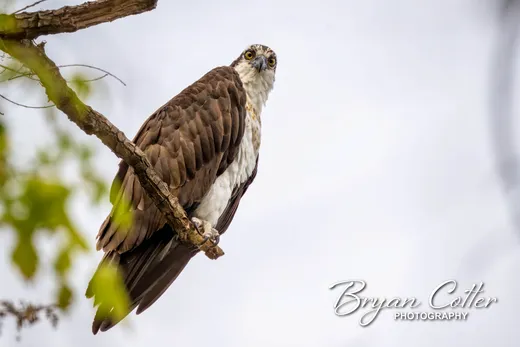 Osprey