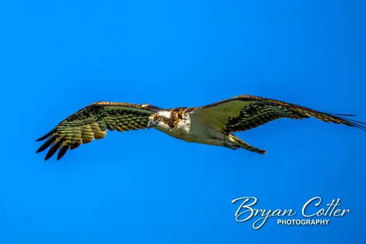 Osprey