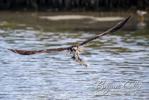 Osprey