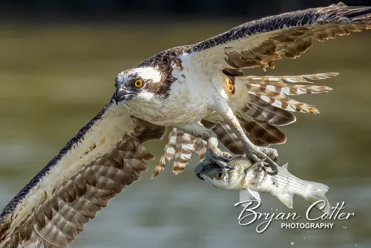 Osprey