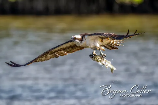 Osprey