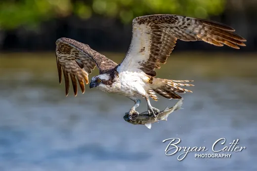 Osprey