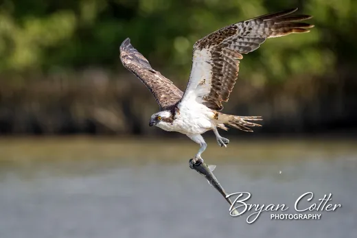 Osprey