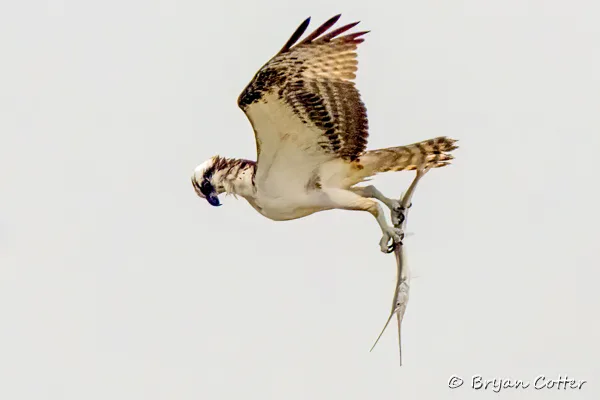 Osprey photographed in Texas by Bryan Cotter