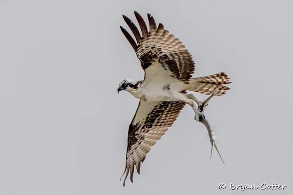 Osprey