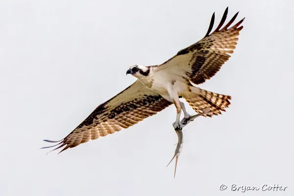 Osprey
