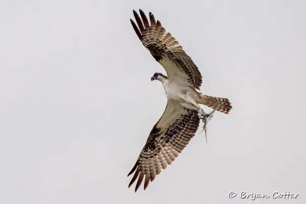 Osprey