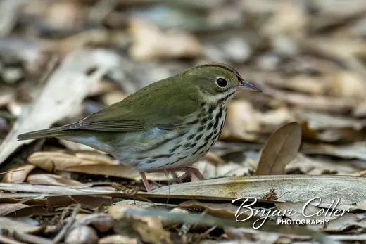 Ovenbird