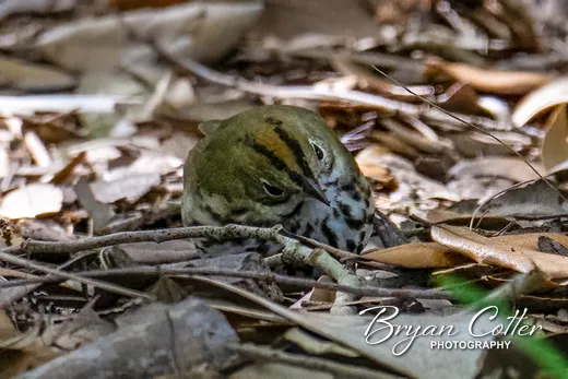 Ovenbird