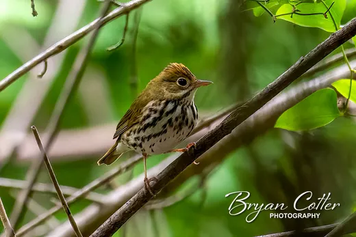 Ovenbird
