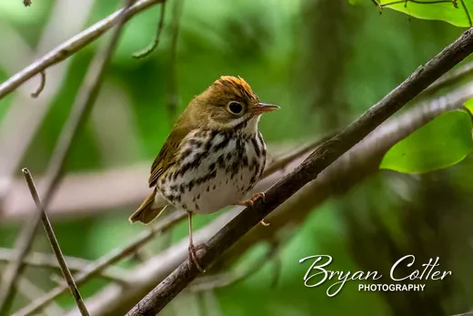 Ovenbird