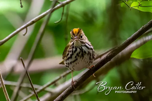 Ovenbird
