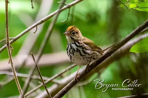 Ovenbird