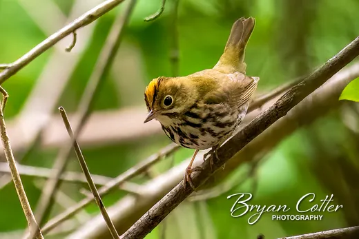 Ovenbird photographed in the Austin Area region of Texas by Bryan Cotter