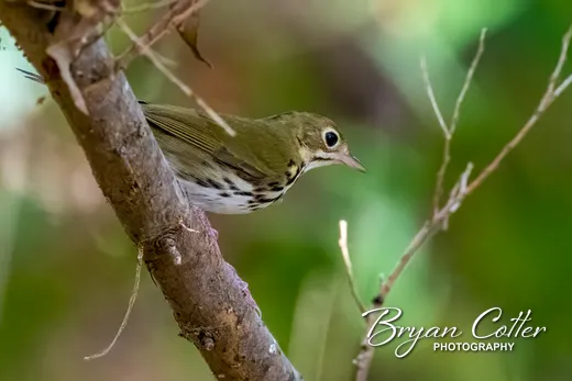 Ovenbird
