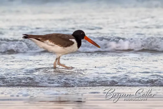 American Oystercatcher photographed in the Coastal Bend region of Texas by Bryan Cotter